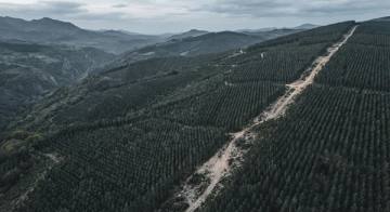 Bosque de repoblación en filas rectas cortado por un cortafuegos, visto desde muy alto