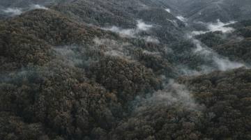 Hayedo cubriendo laderas enteras con jirones de niebla colándose entre las copas, visto desde muy alto