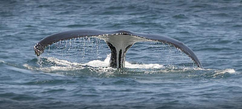 A whale tail indicating long-tail keywords in this context.