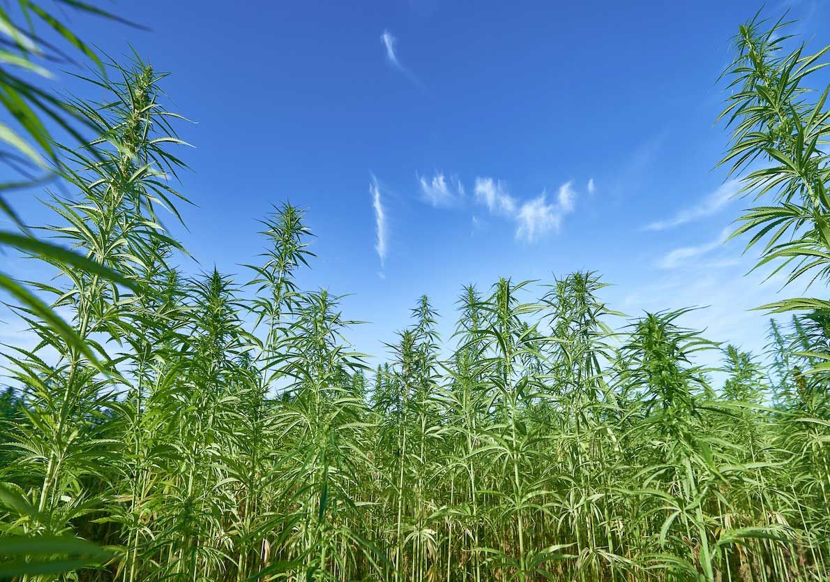 CBD Oil Drops – Citrus aroma-feature-image