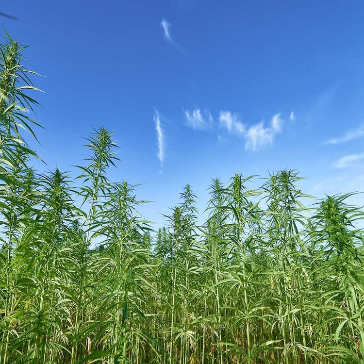 CBD Oil Drops – Citrus aroma-feature-image