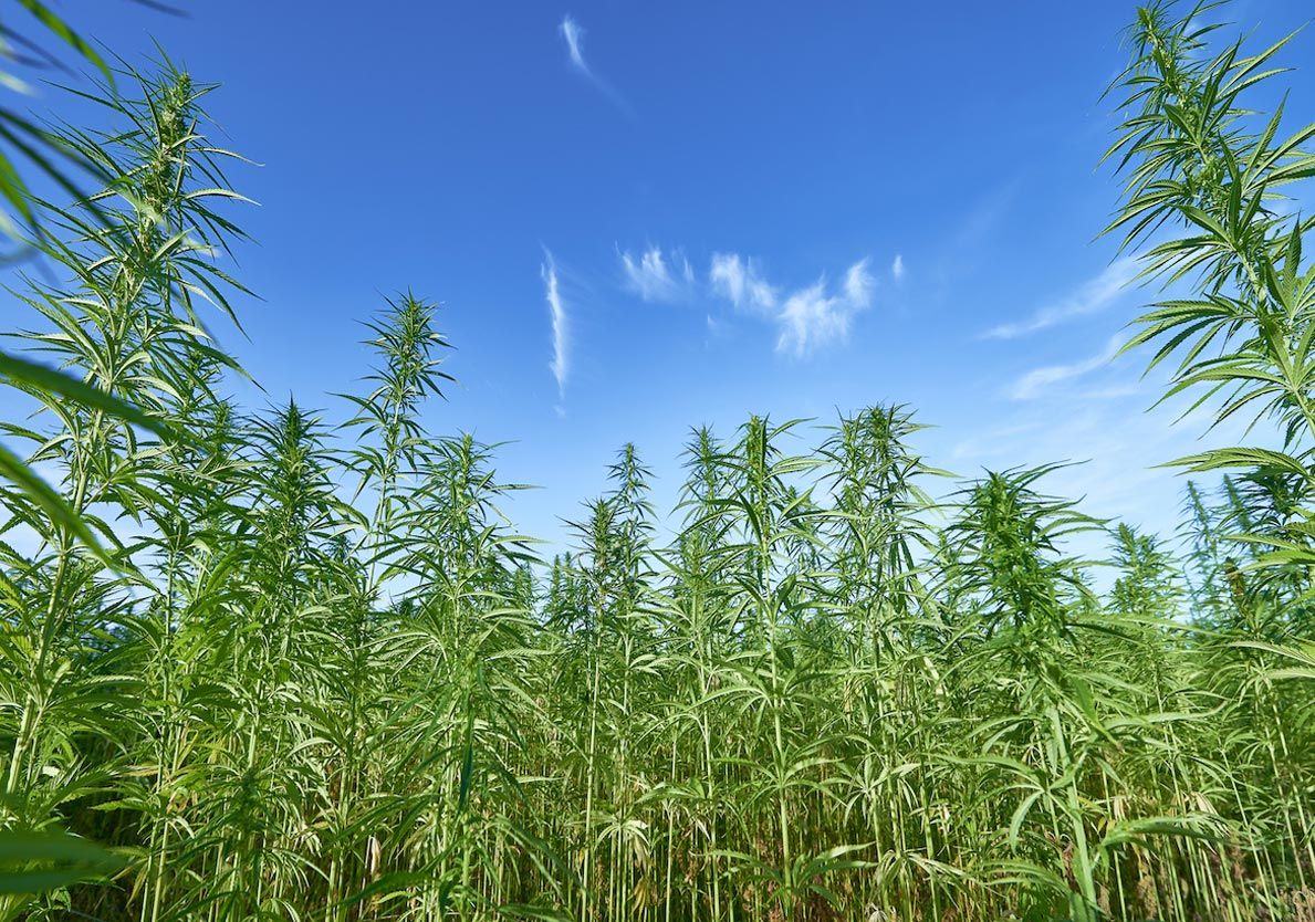 CBD Tapaszok Bőrnyugtatásra-general-image-1