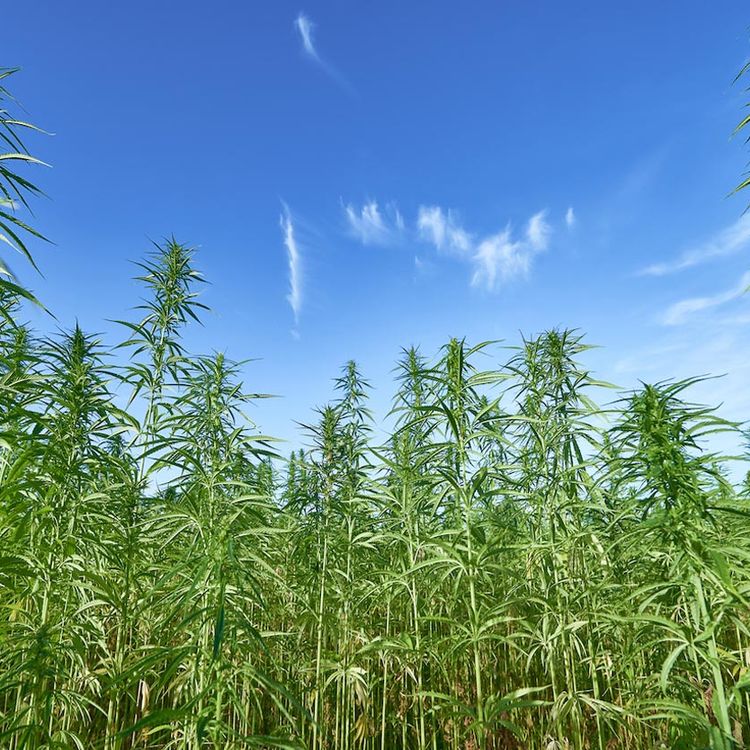 CBD Tapaszok Bőrnyugtatásra-general-image-1