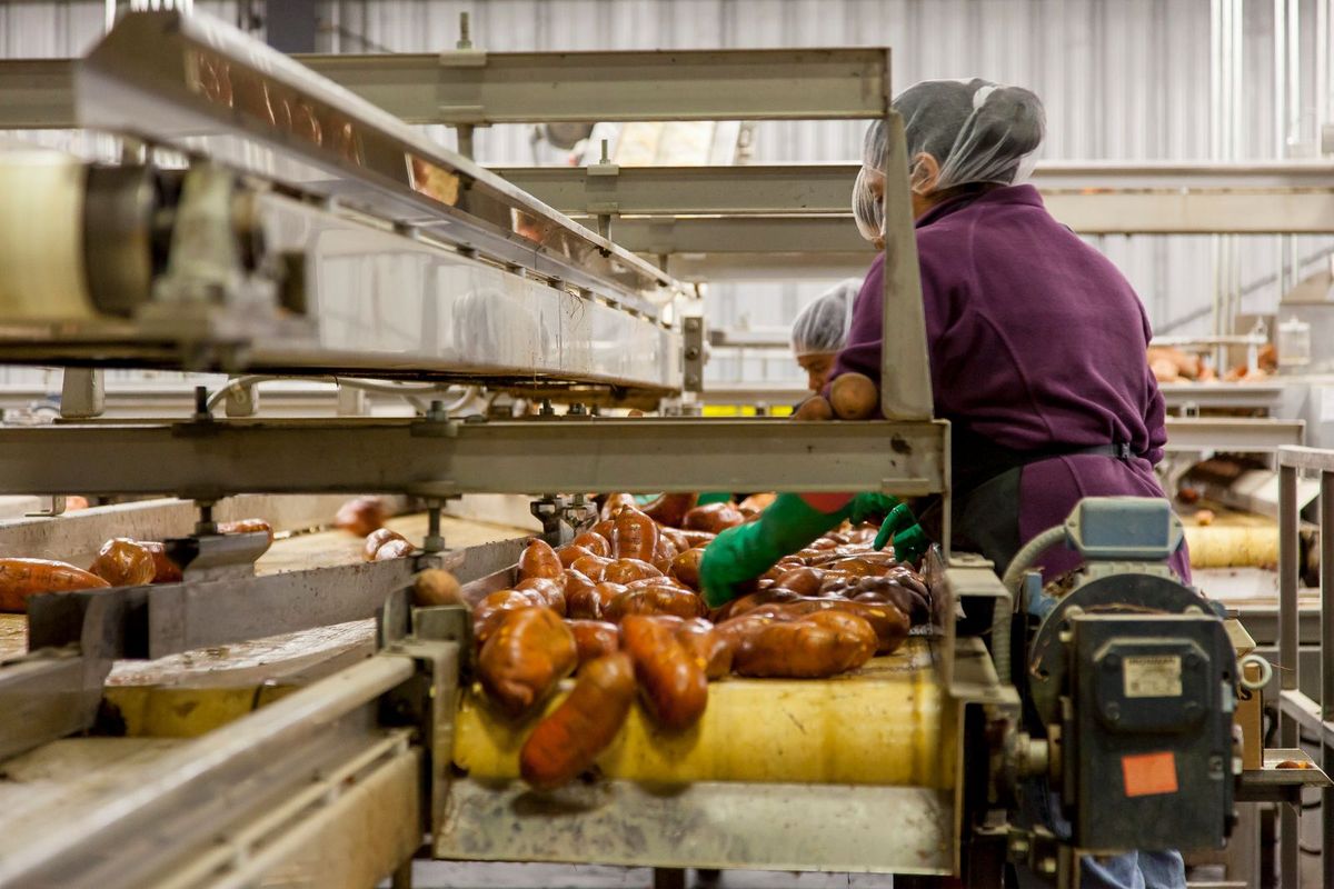 Workers in hairnets and gloves sort sweet potatoes on a factory conveyor belt.