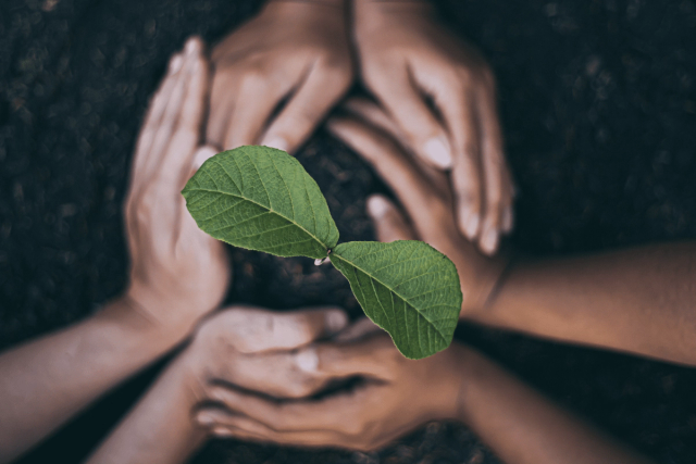 Hands gently cupping soil around a small green plant with two large leaves