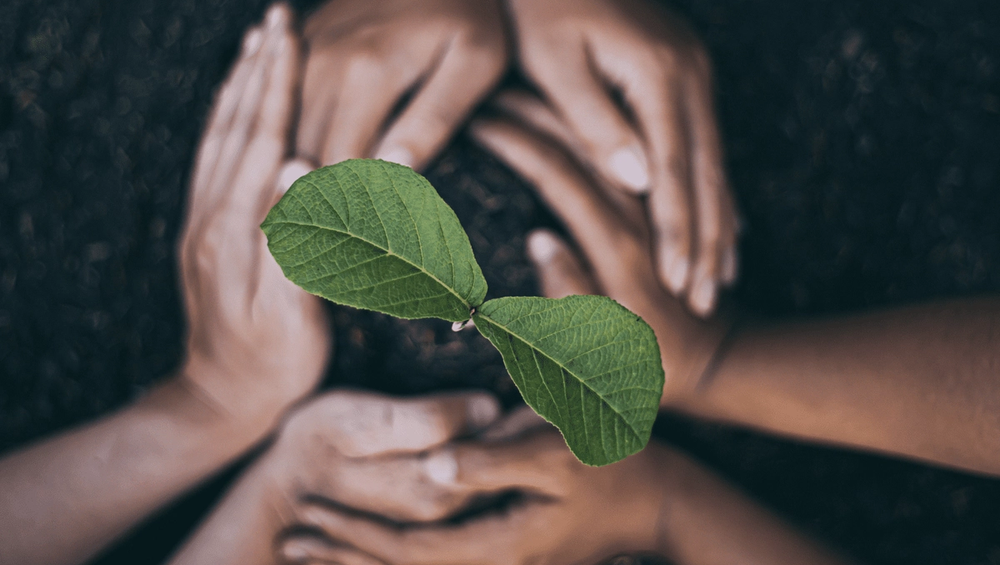 Hands gently cupping soil around a small green plant with two large leaves
