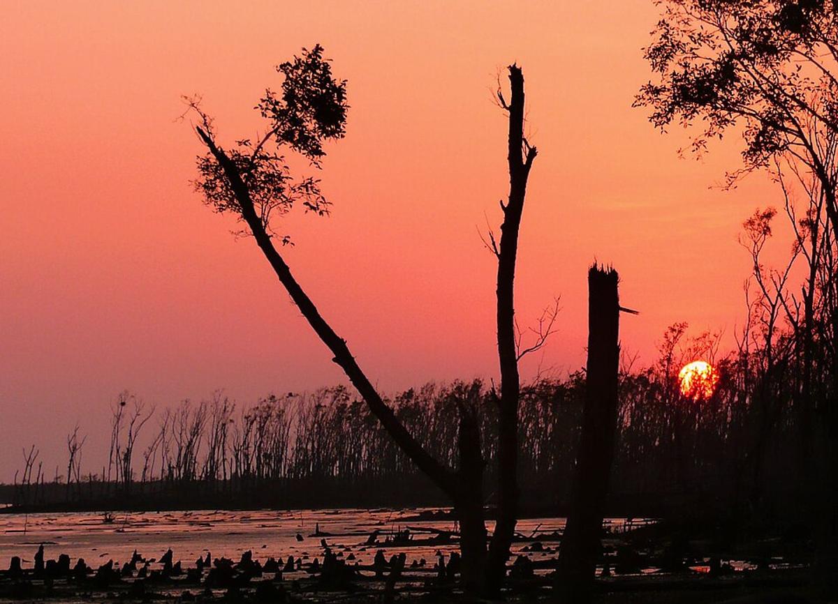 সুন্দরবন
