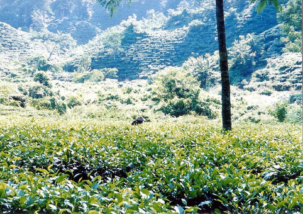 শ্রীমঙ্গলের চা-বাগান