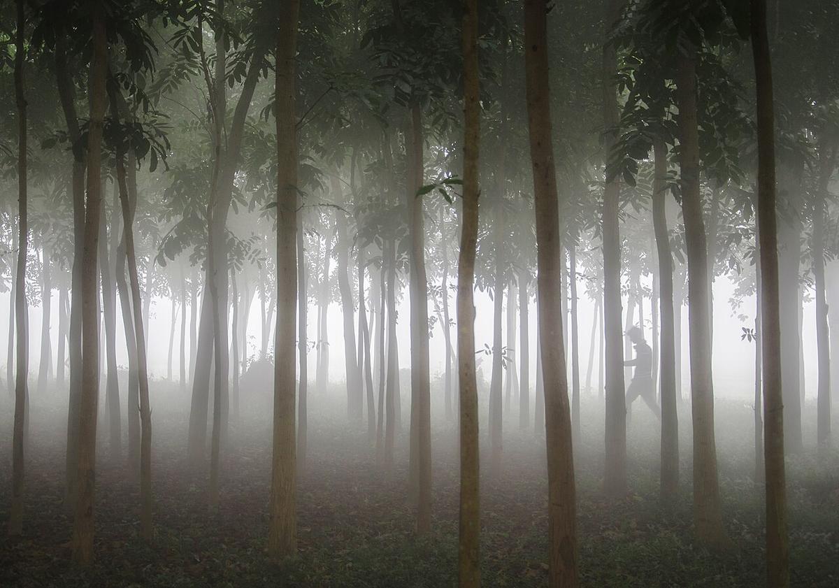 লাউয়াছড়া জাতীয় উদ্যান