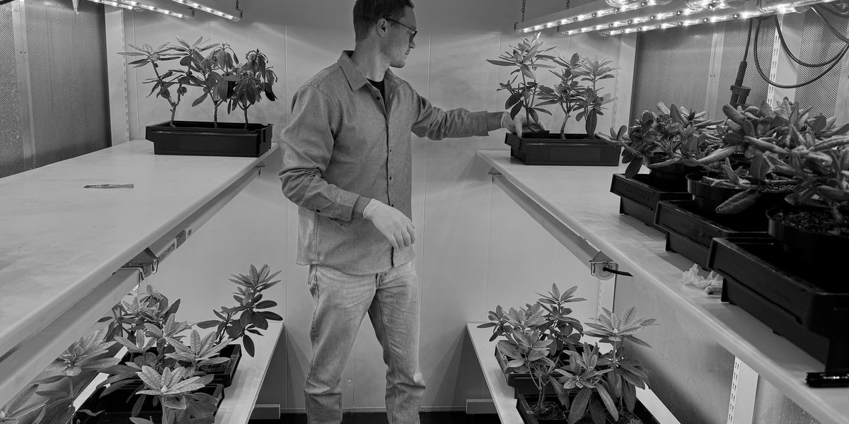 NIBIO-forskar Martin Pettersson studerer rhododendronplanter i eit vekstrom
