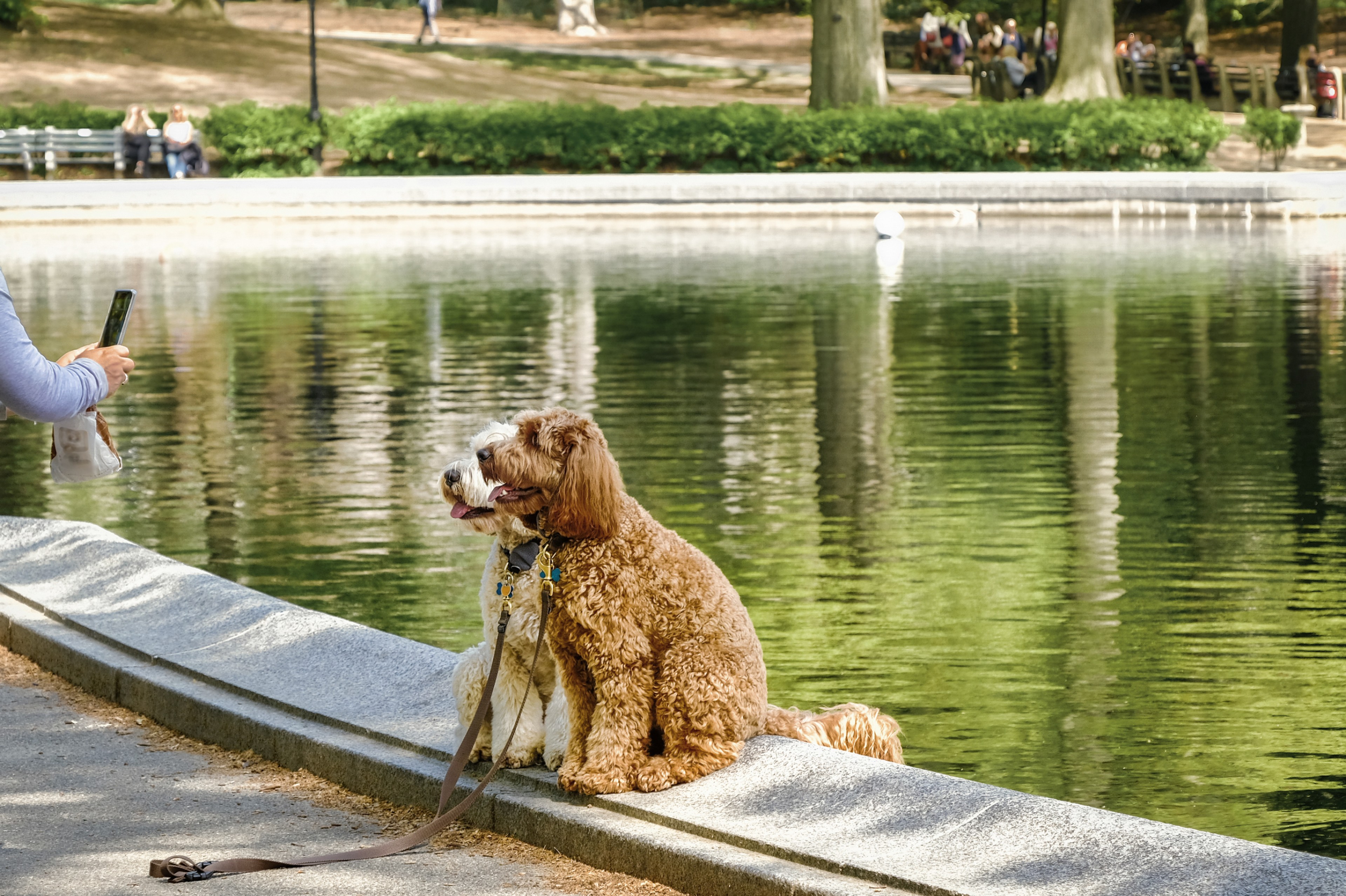 The Delecor - Dogs in Central Park