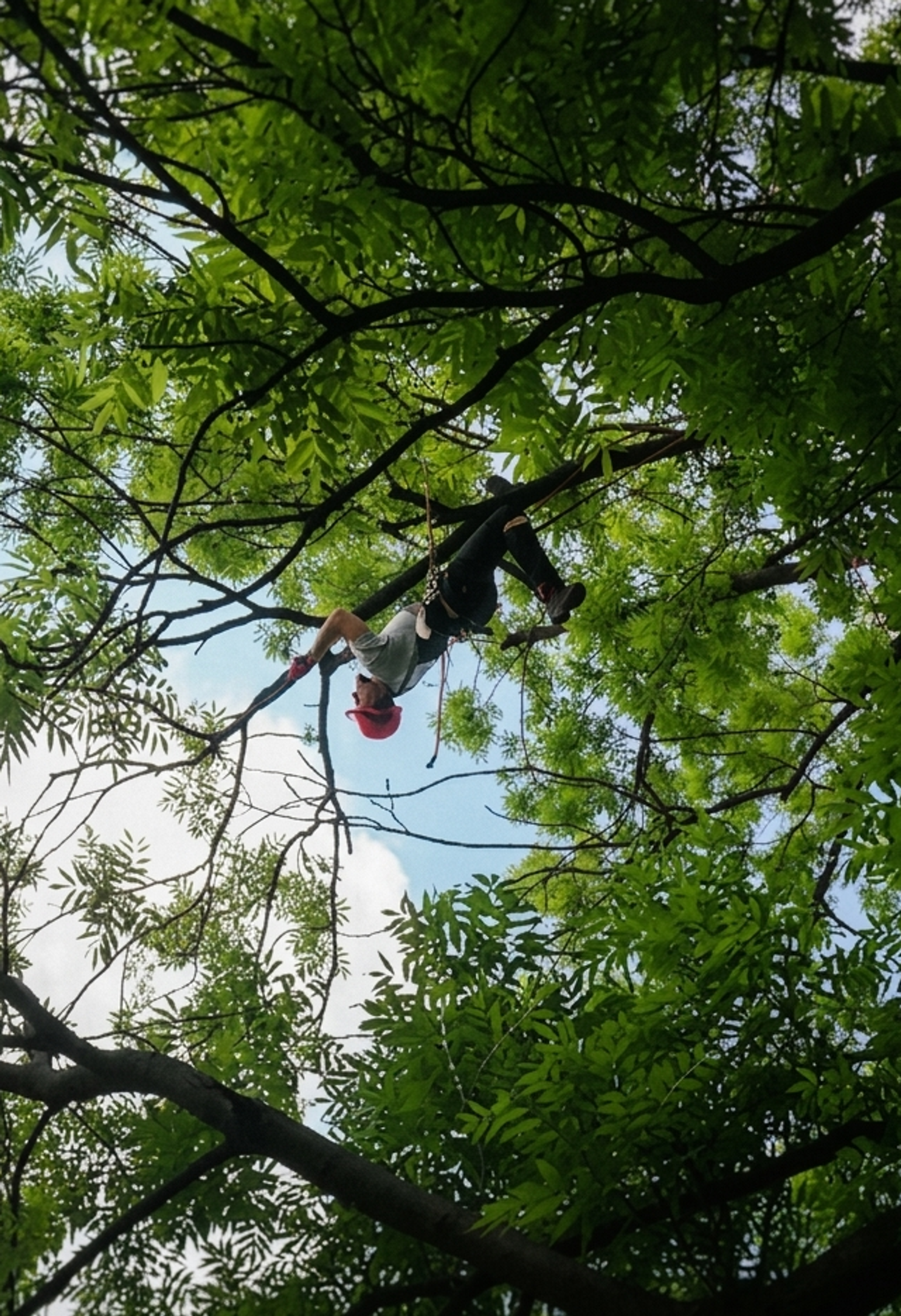 Arborysta pracujący w koronie drzewa na linach podczas cięć pielęgnacyjnych