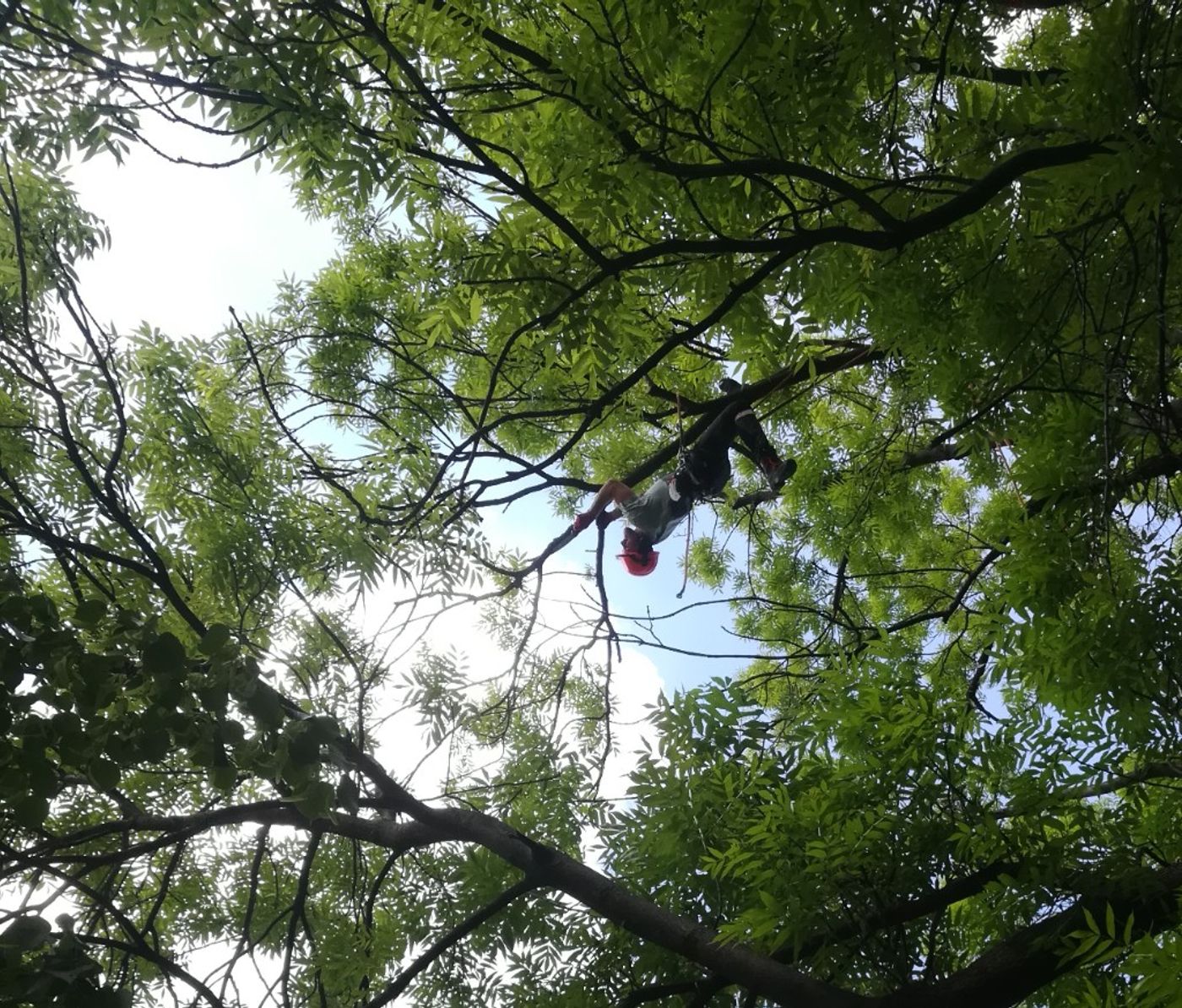 Arborysta pracujący w koronie drzewa na linach podczas cięć pielęgnacyjnych