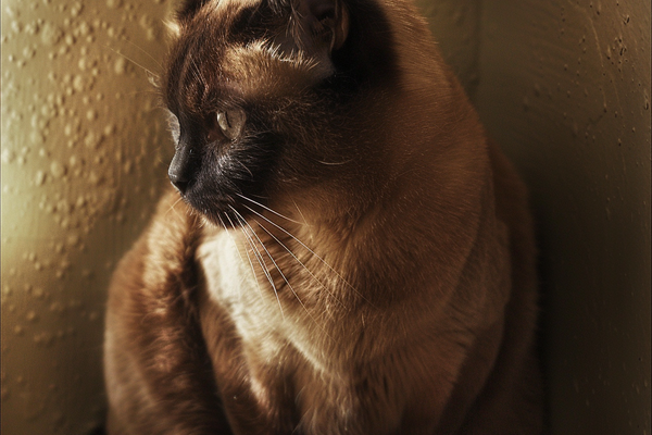 natsu_1978_39003_A_portrait_of_an_elderly_cat_with_a_slightly_u_7009ec69-6be4-4cd0-866c-ff1b7580f643.png