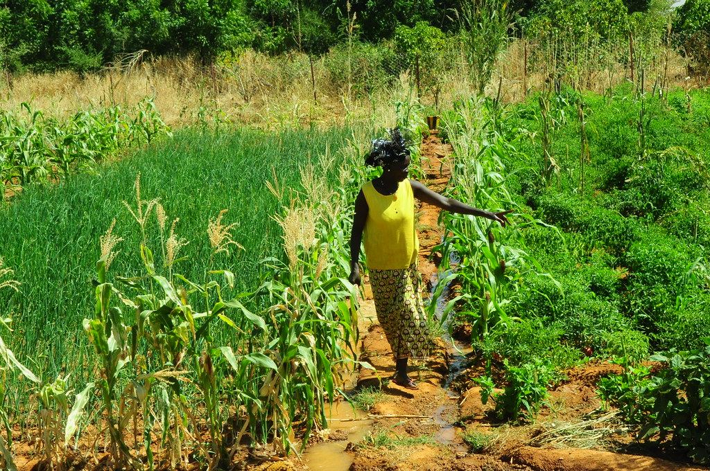 Investor unpacks West Africa’s agribusiness opportunities