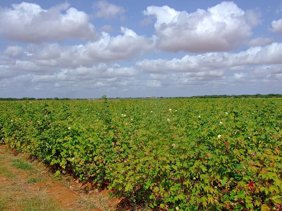 Kenya's Cotton Chain Is Almost Complete, the Margin Still Leaks Out
