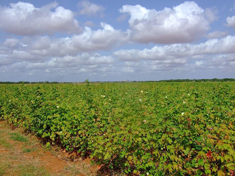 Kenya's Cotton Chain Is Almost Complete, the Margin Still Leaks Out