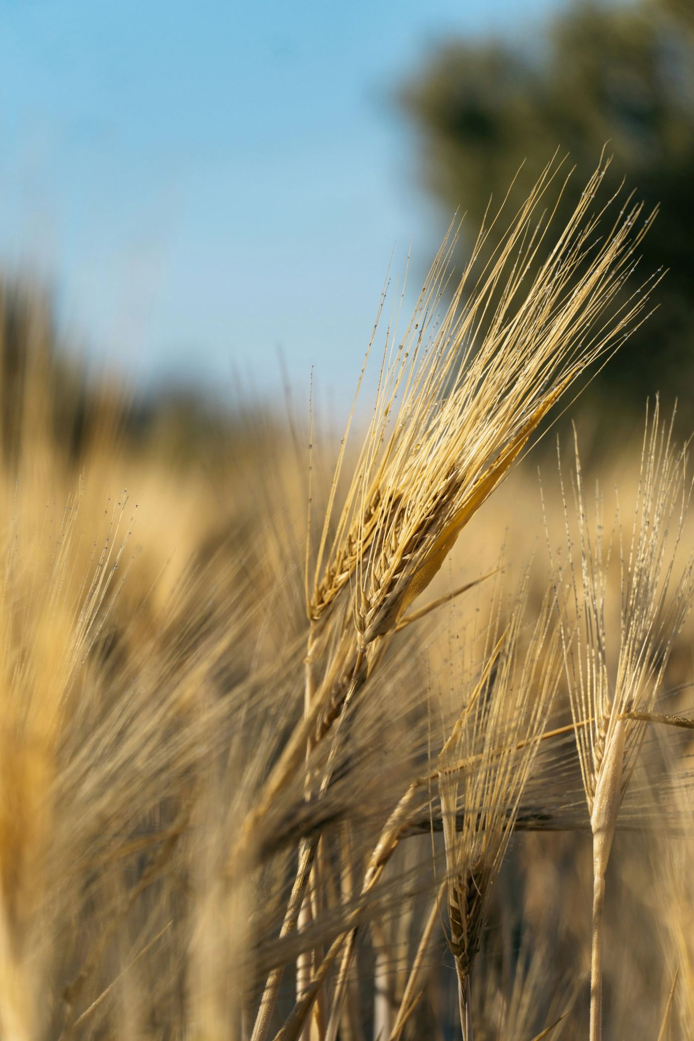 Kasserine Expected to Yield 500,000 Quintals of Grain Harvest