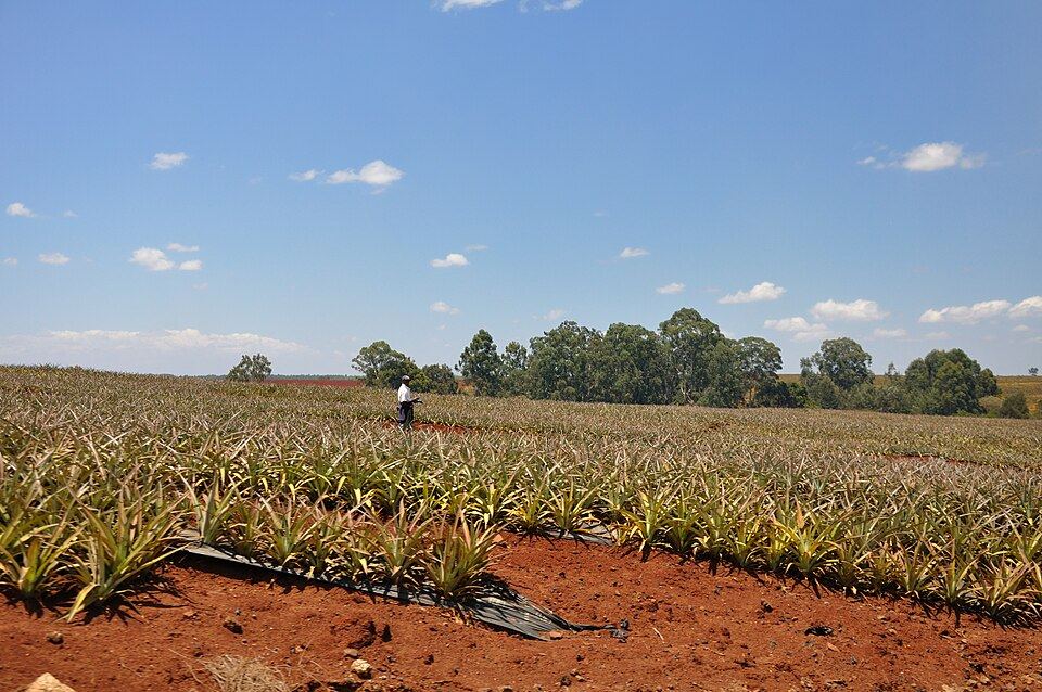 Kenya extends soil health improvements through regenerative agriculture programmes