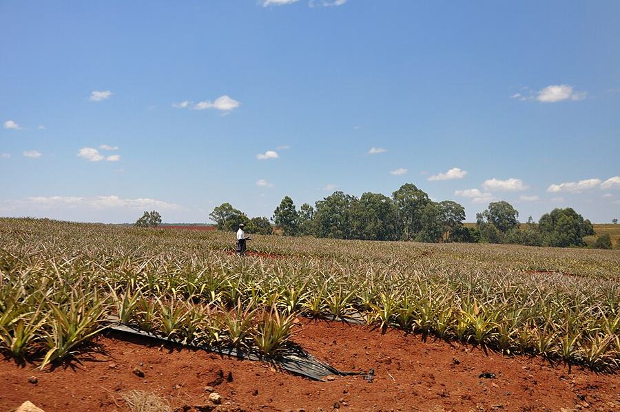 Kenya extends soil health improvements through regenerative agriculture programmes