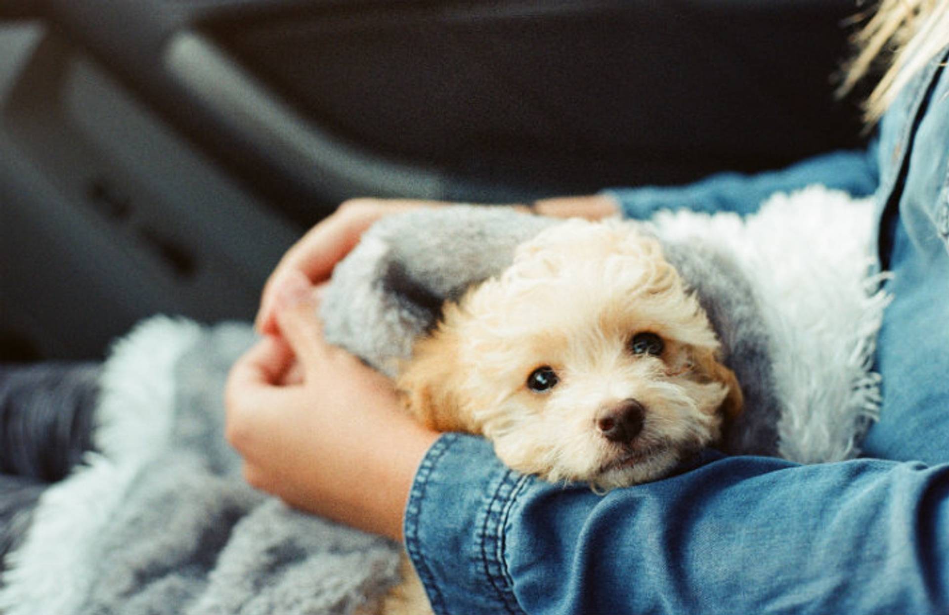 Italians get sick days to look after pets