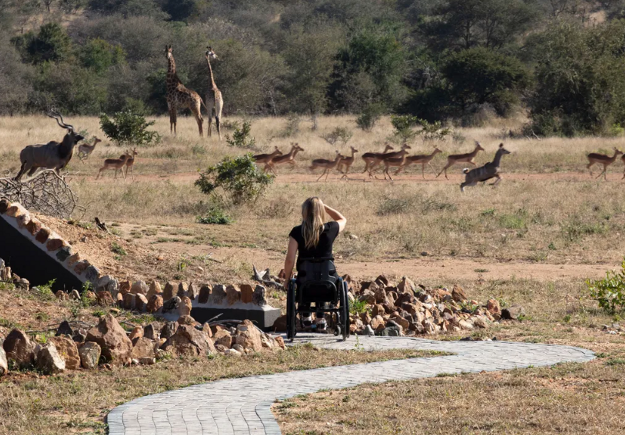 South African safari offers wheelchair accessible trips