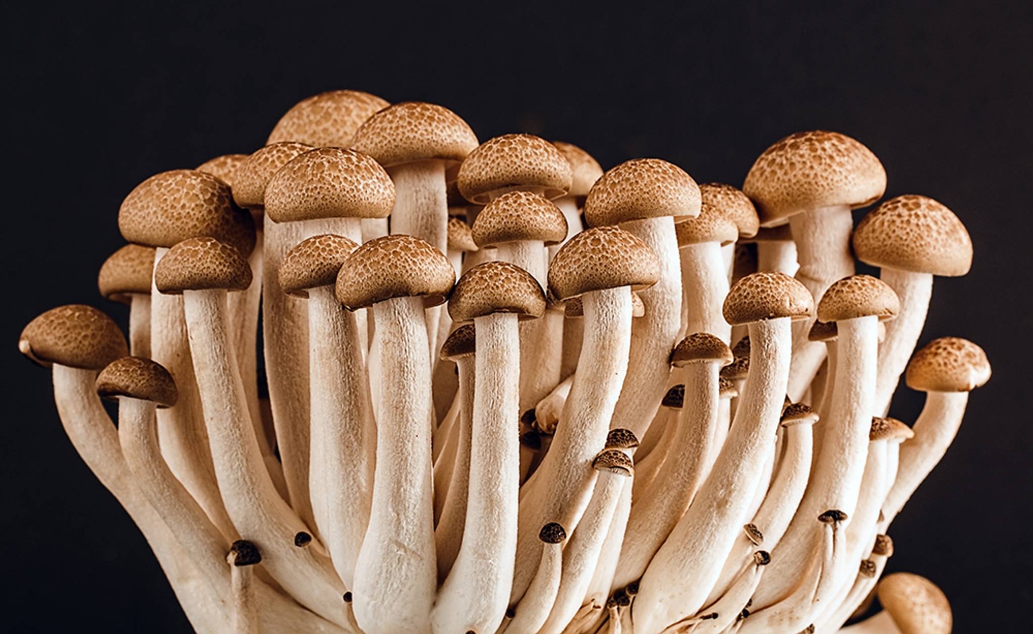 Why the shroom boom is the new key to wellness