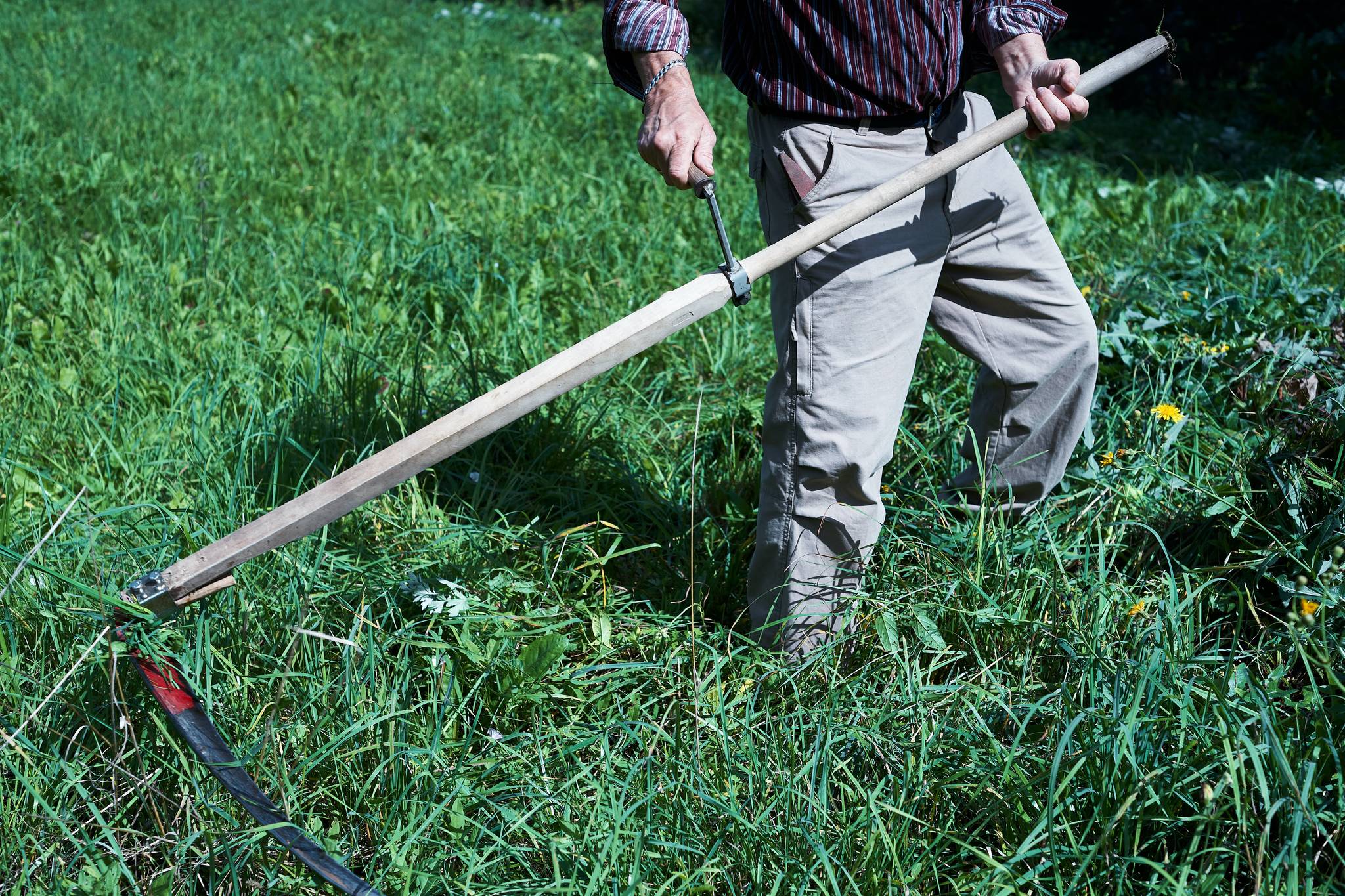 No Mow May sees Americans aid local biodiversity