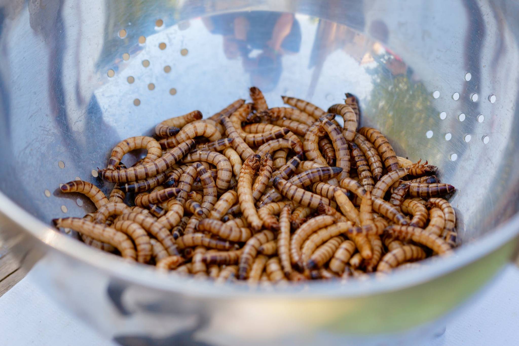 Insect feed taps shopper desire for eco innovation