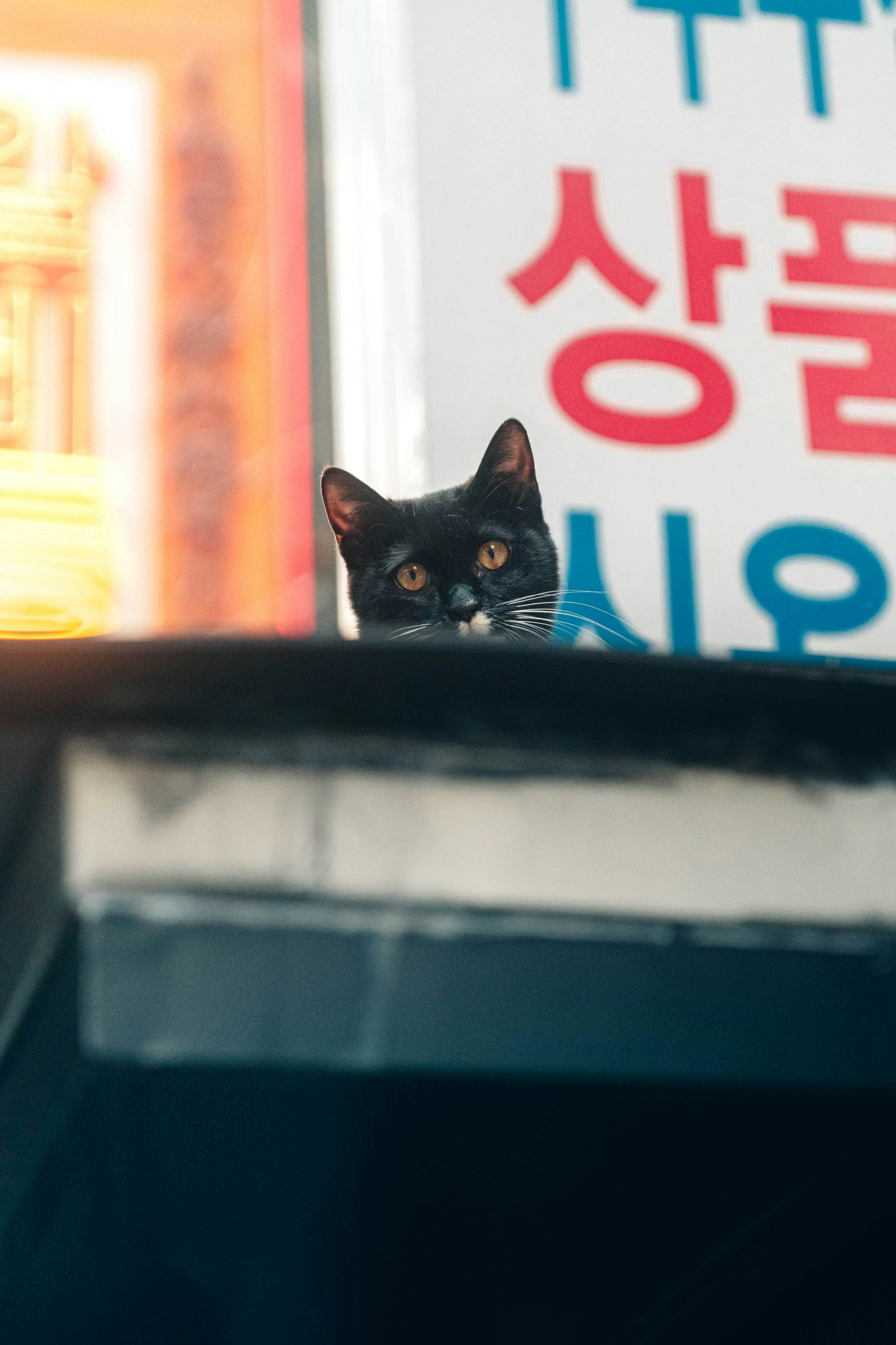 South Koreans are curing their loneliness by spoiling their pets