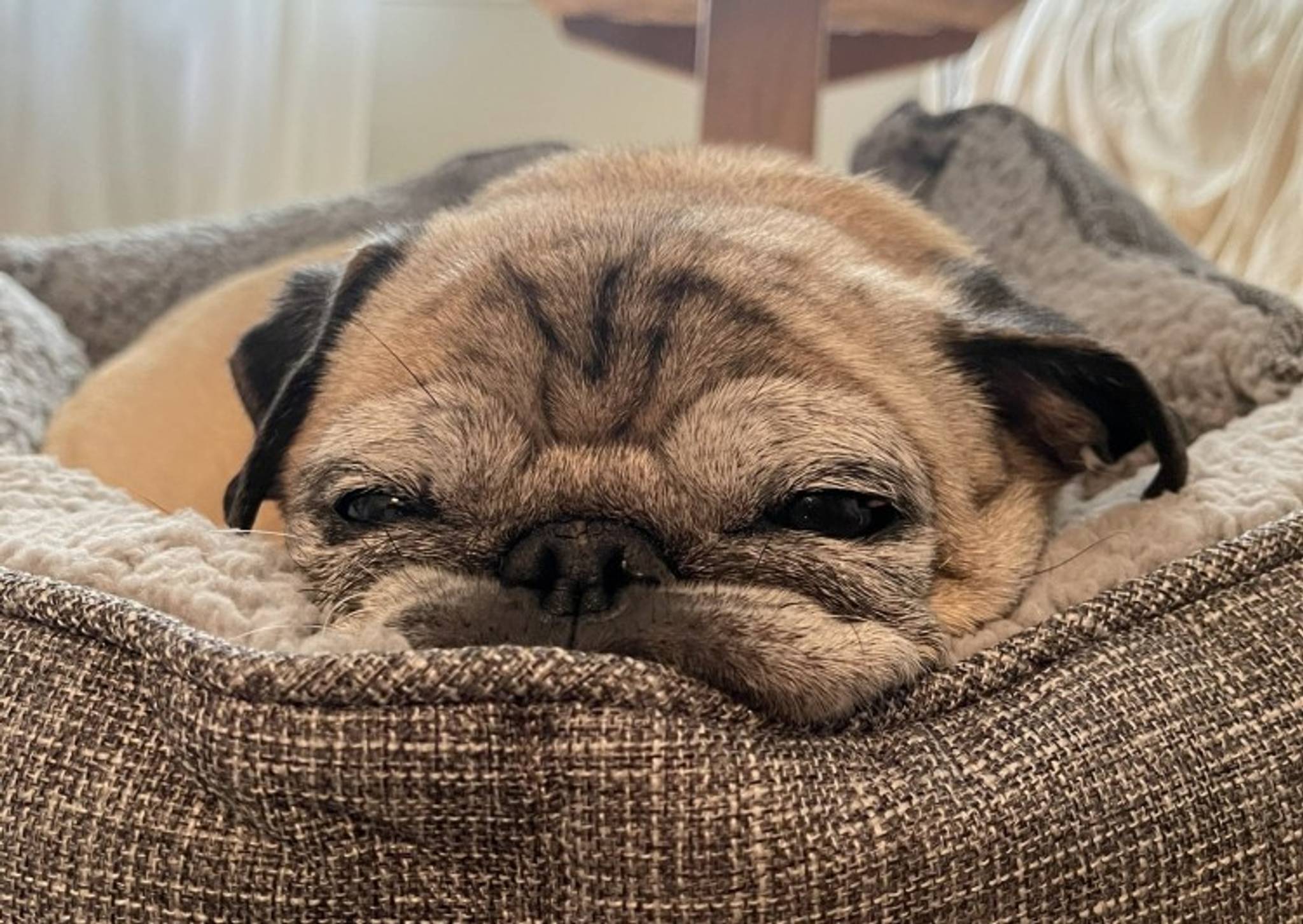 Noodle the pug is made online oracle of burnout