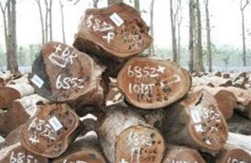 Barcoding millions of trees could relieve global warming