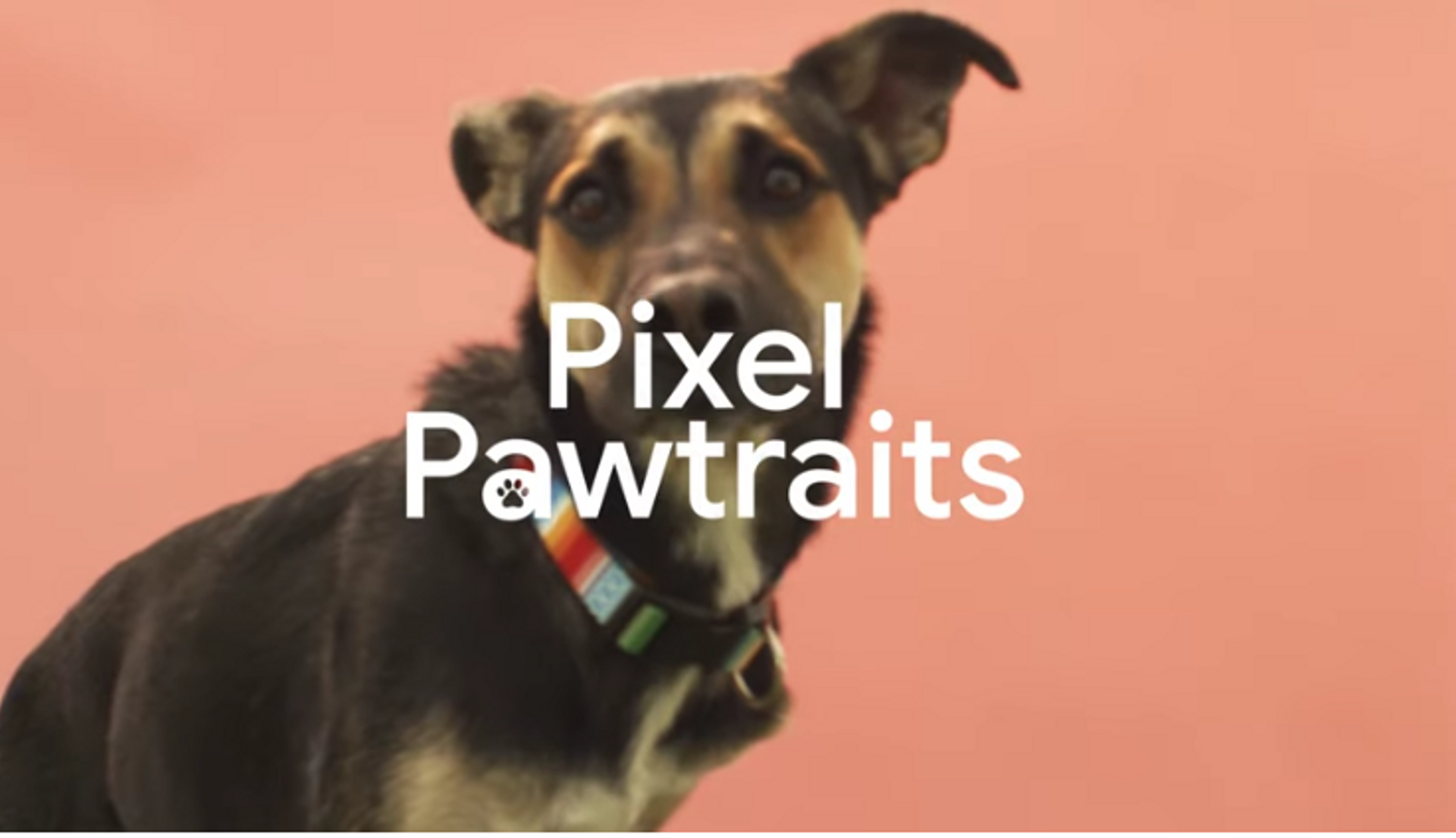 Google's 'Pixel Pawtrait Kit' boosts dog adoptions