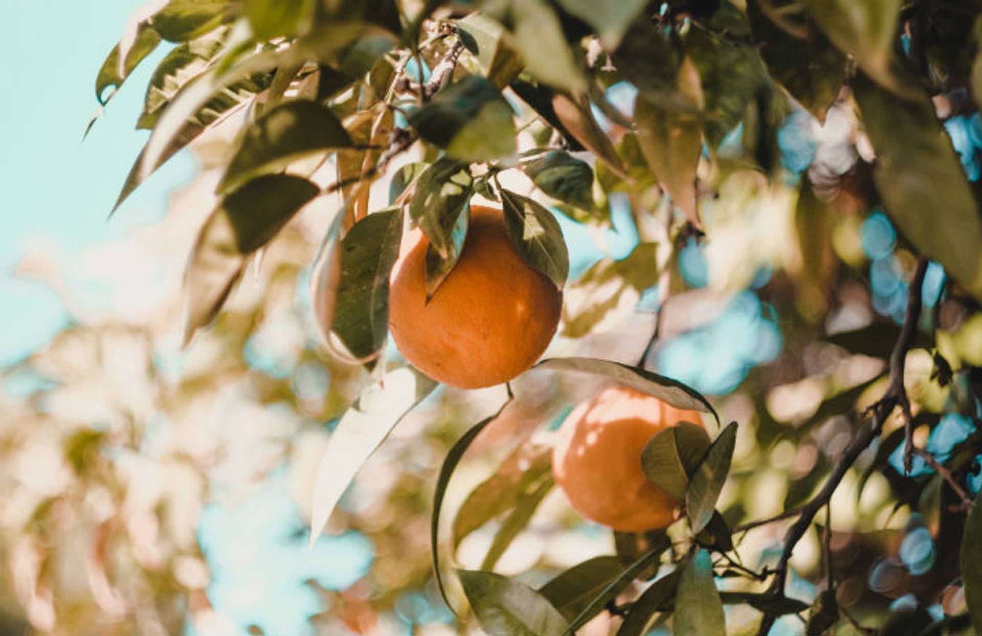 'Juice for Good' vending machines curb food waste