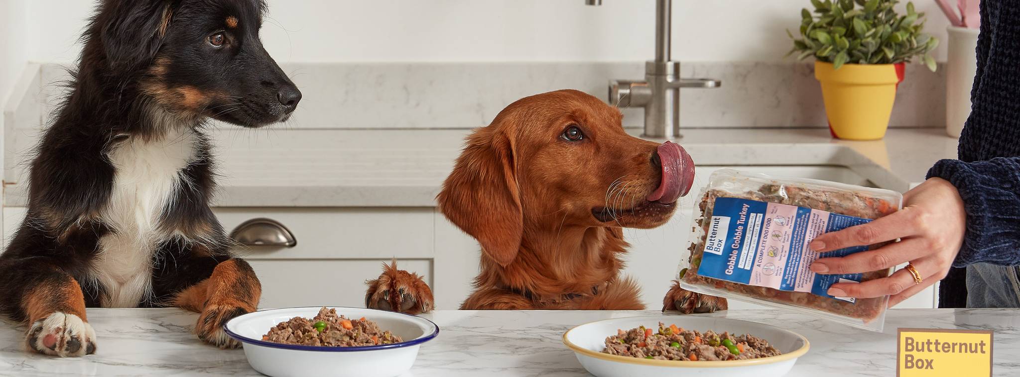 Butternut Box: pet food fit for people's palettes