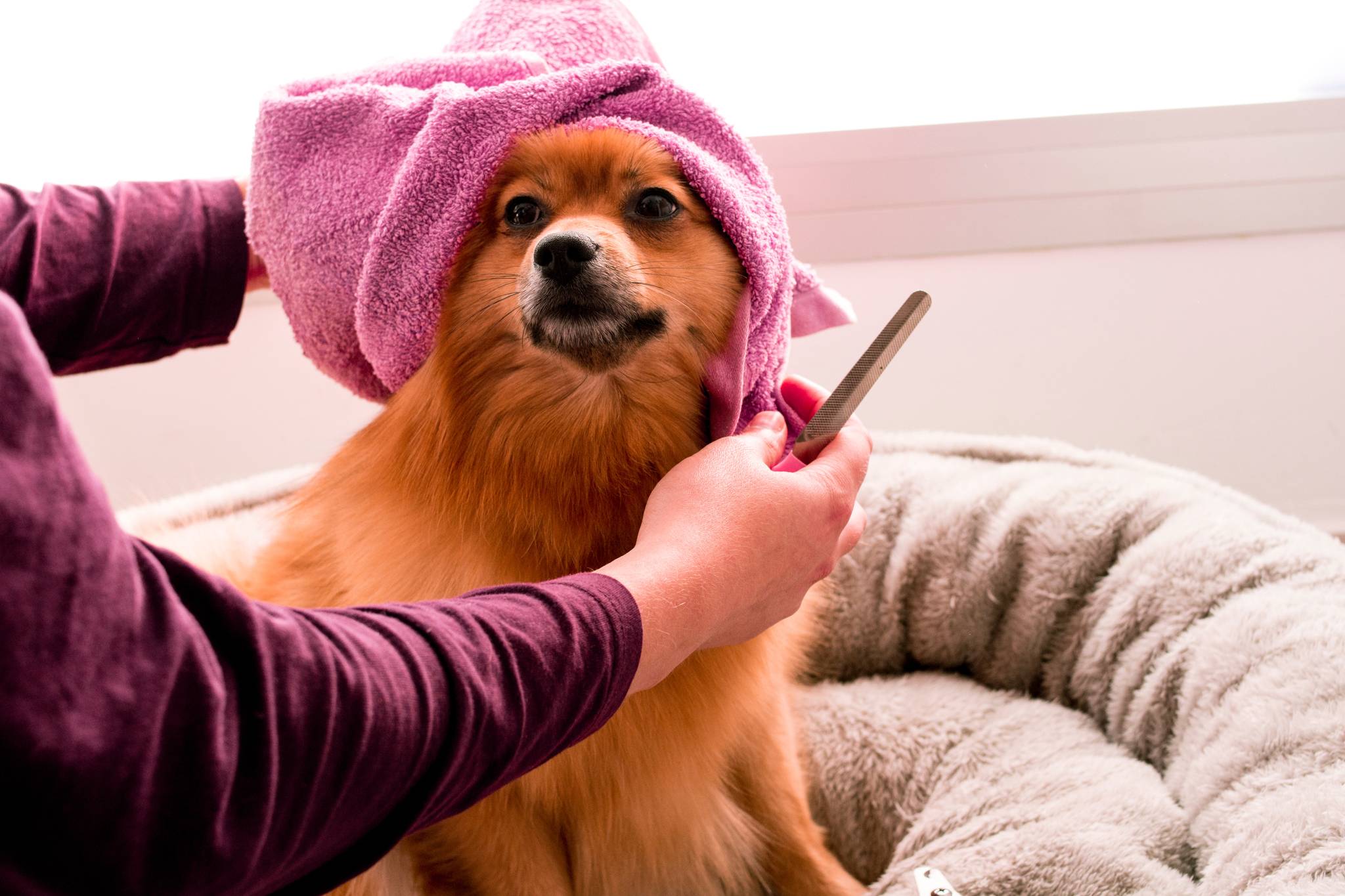 Doting owners pamper pets with luxury spa-cations