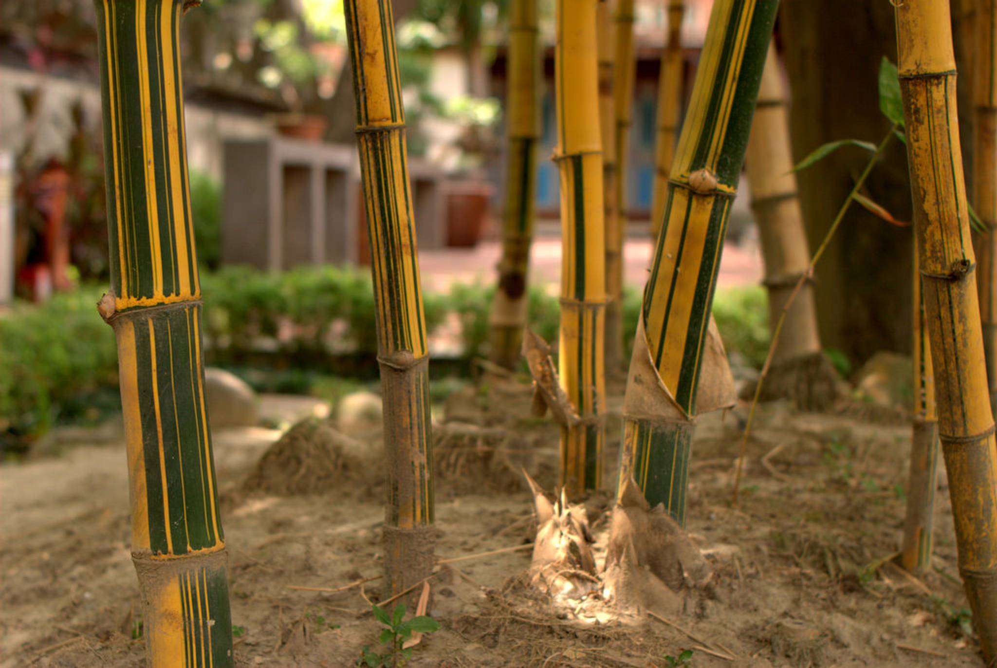 Bamboo is the new eco material of choice