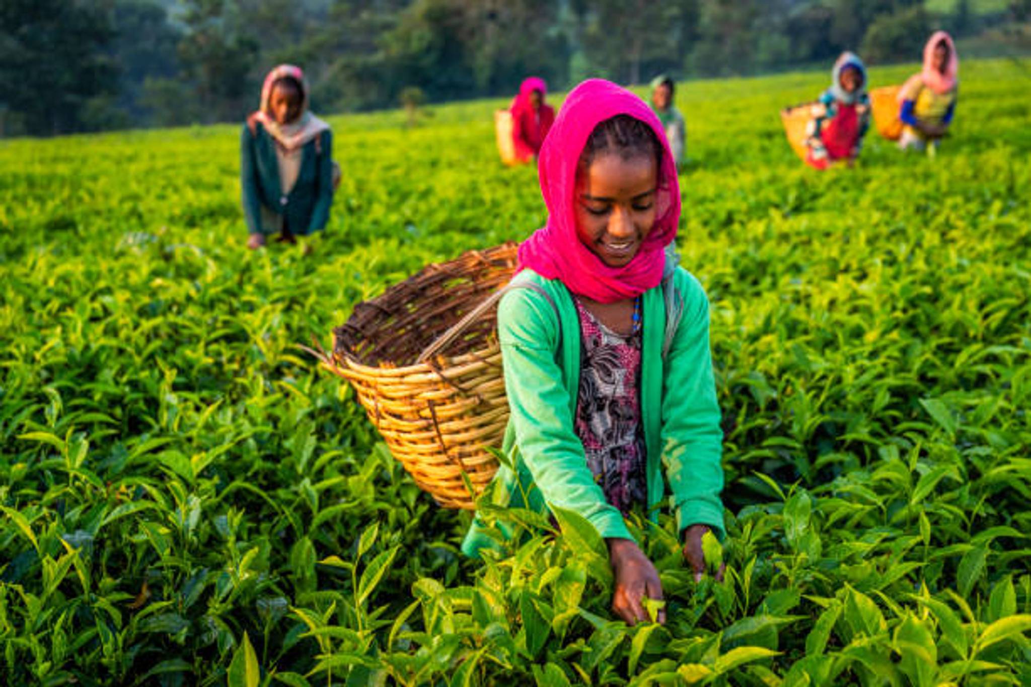 Lipton launches tea academy to empower Kenyan workers