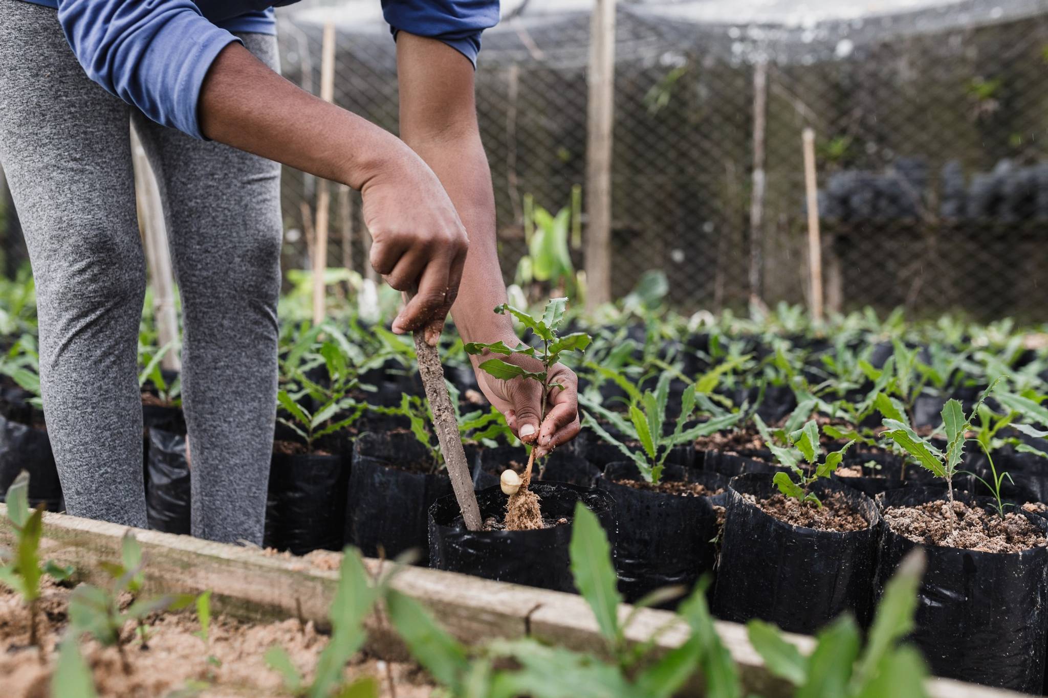 Digital marketplace Sproutl appeals to novice gardeners