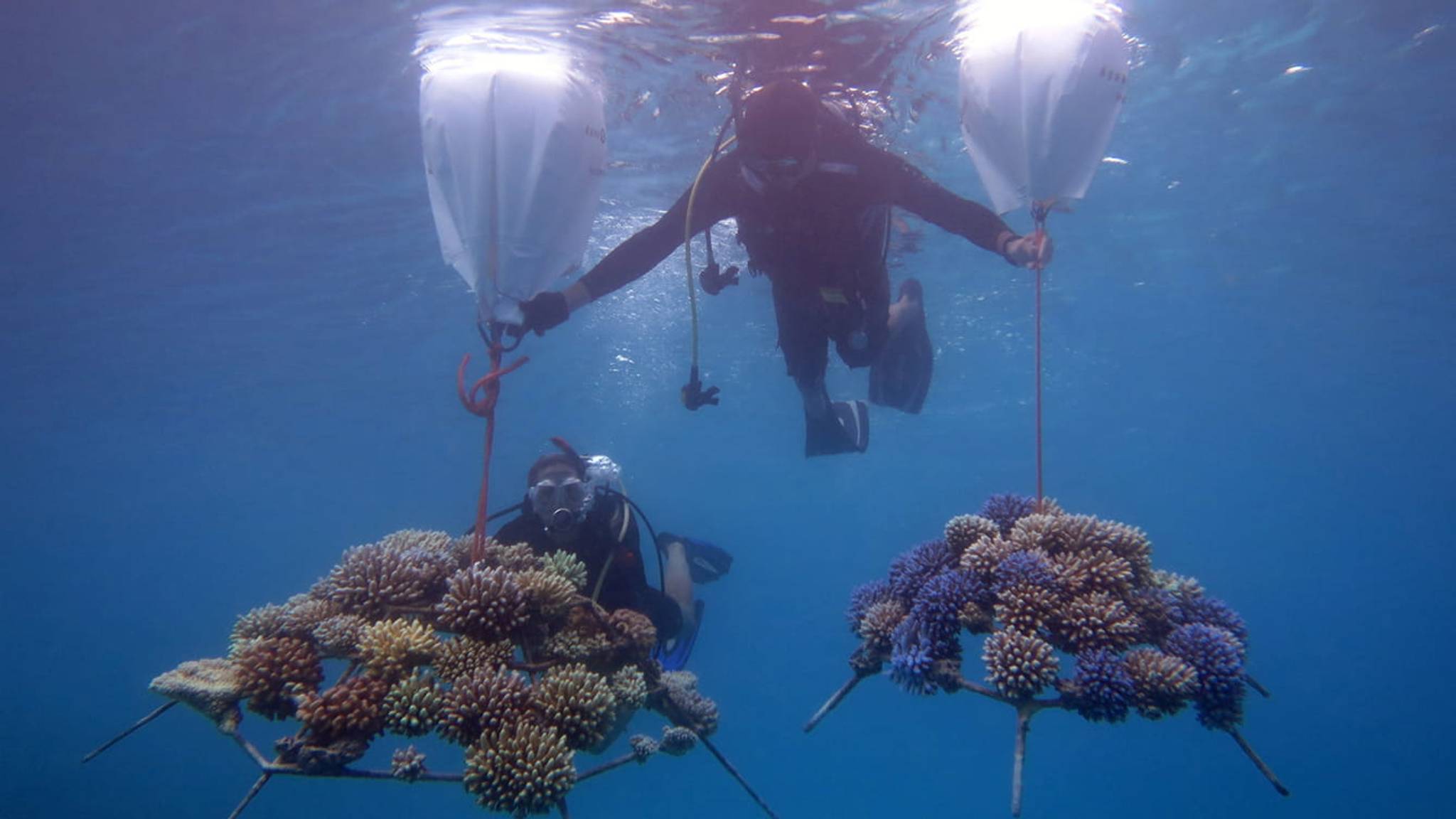 Maldives Four Seasons becomes a base for coral research