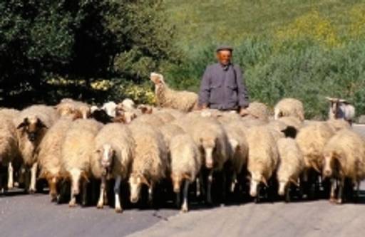 Young Italians flock to sheep