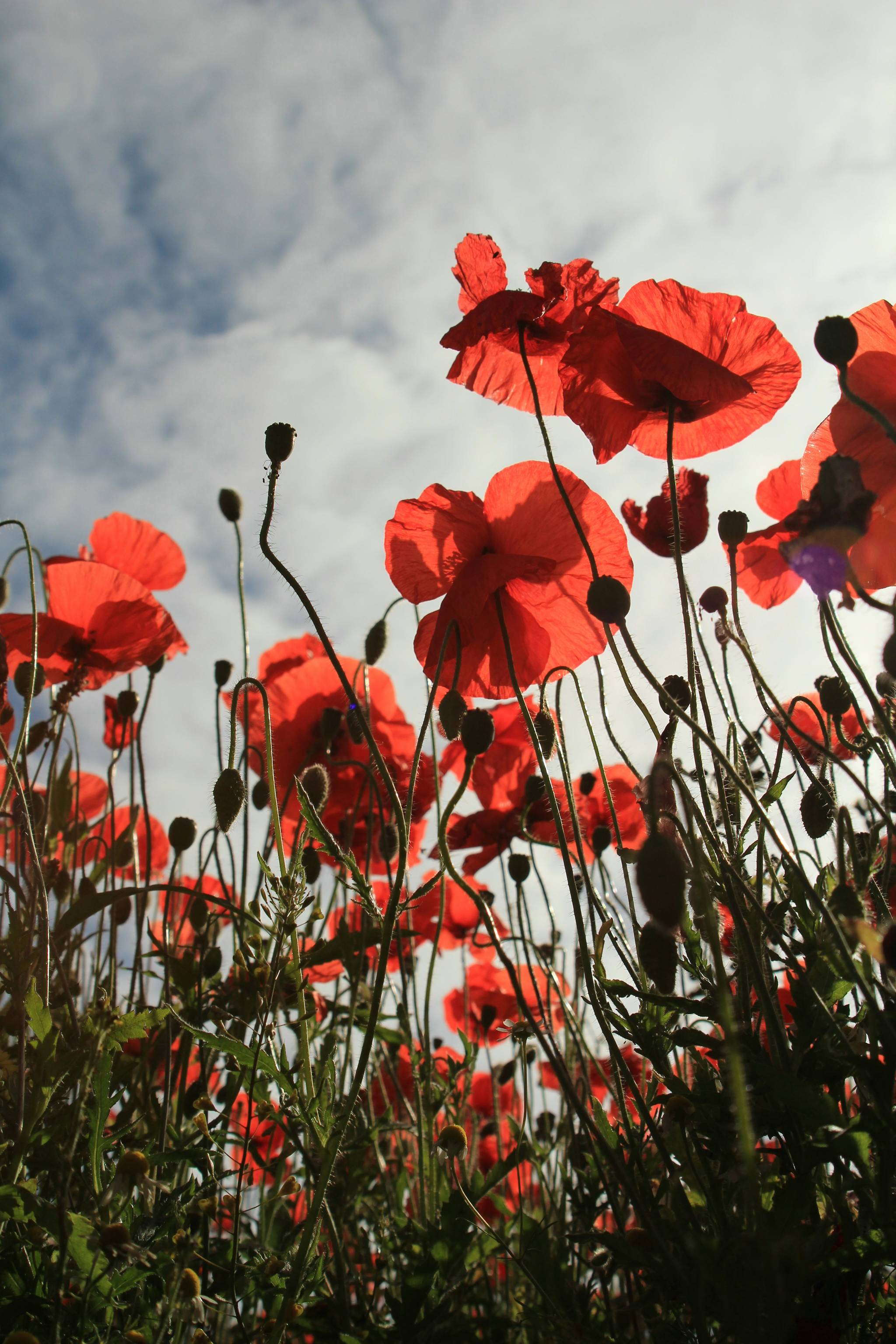 Remembrance poppies spark polarising nationalism debate 