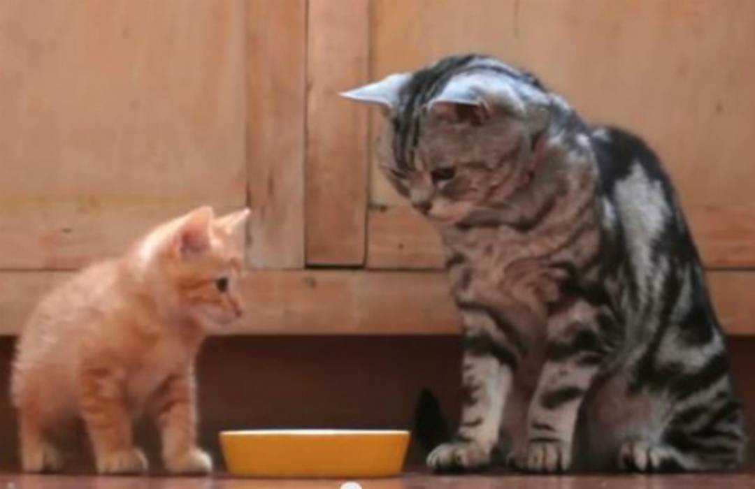 'Dear Kitten' speaks for the power of cute