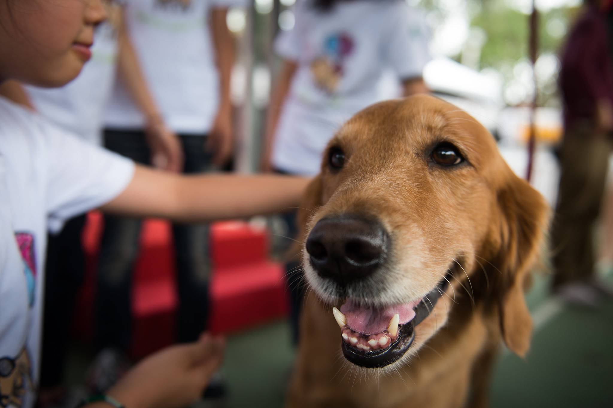 People in China are buying tech for their pets