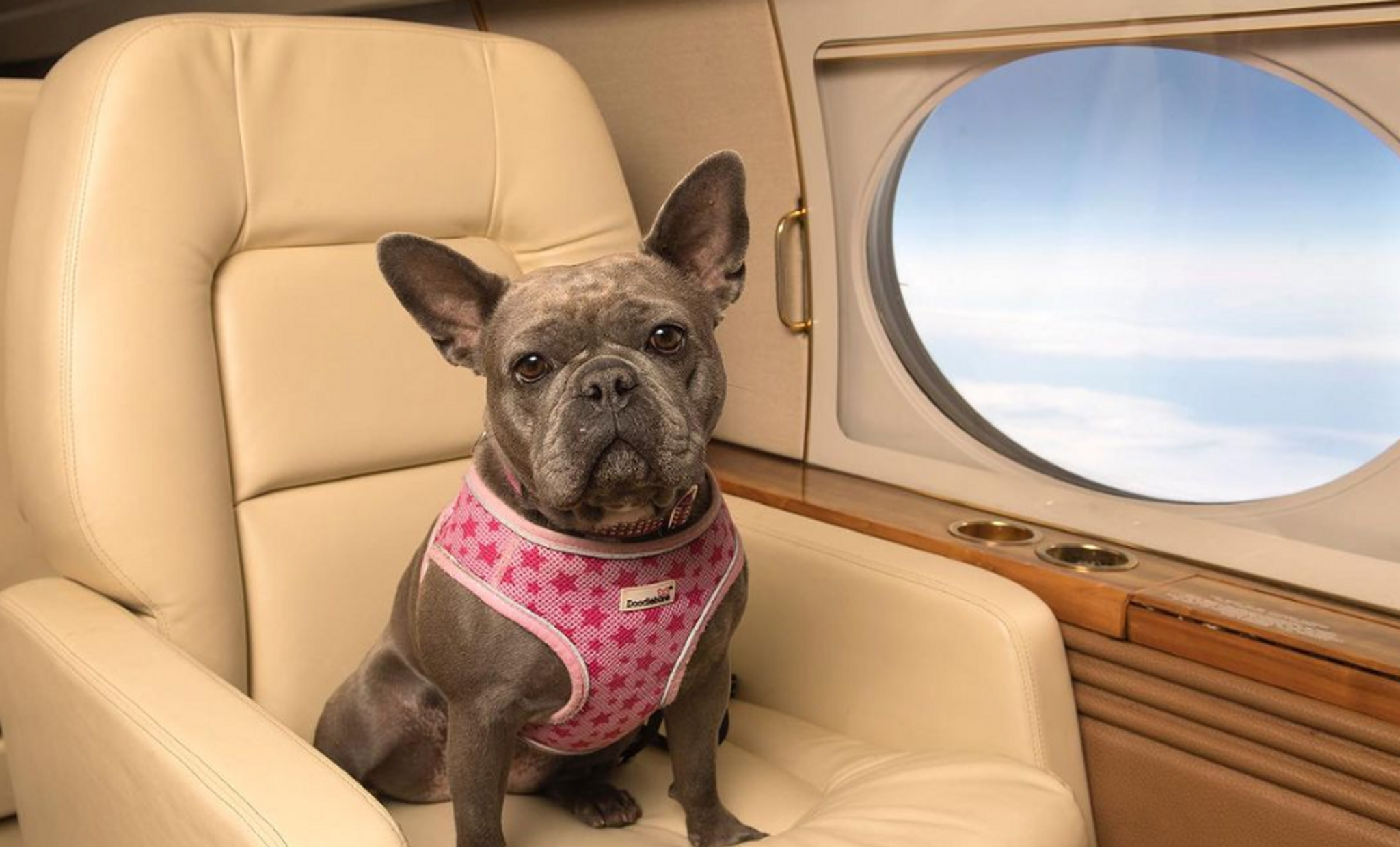 K9 Jets expands luxury pet travel to Dubai
