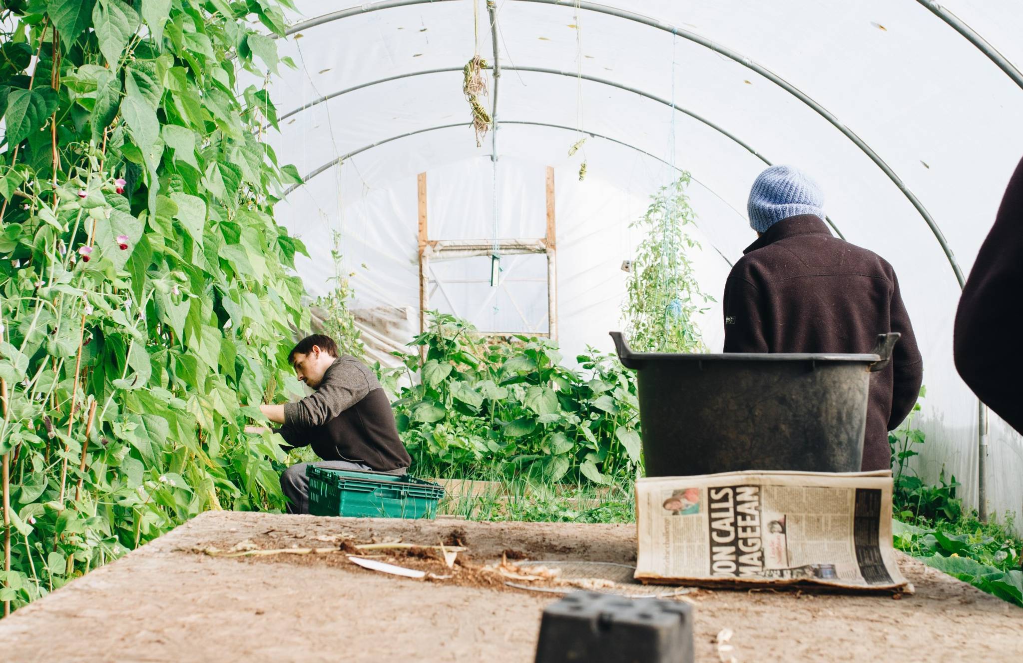 Urban farmers could help curb food insecurity