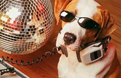 Nightclub for dogs