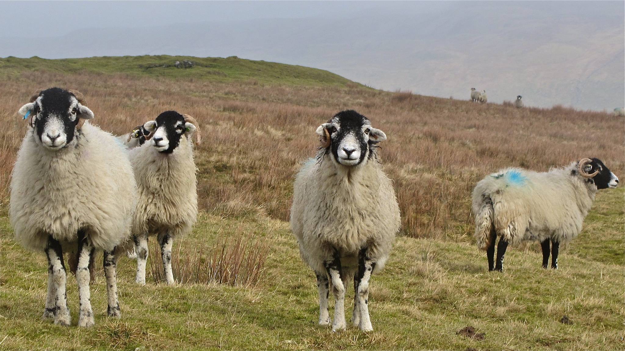 Sheep to join the internet of things