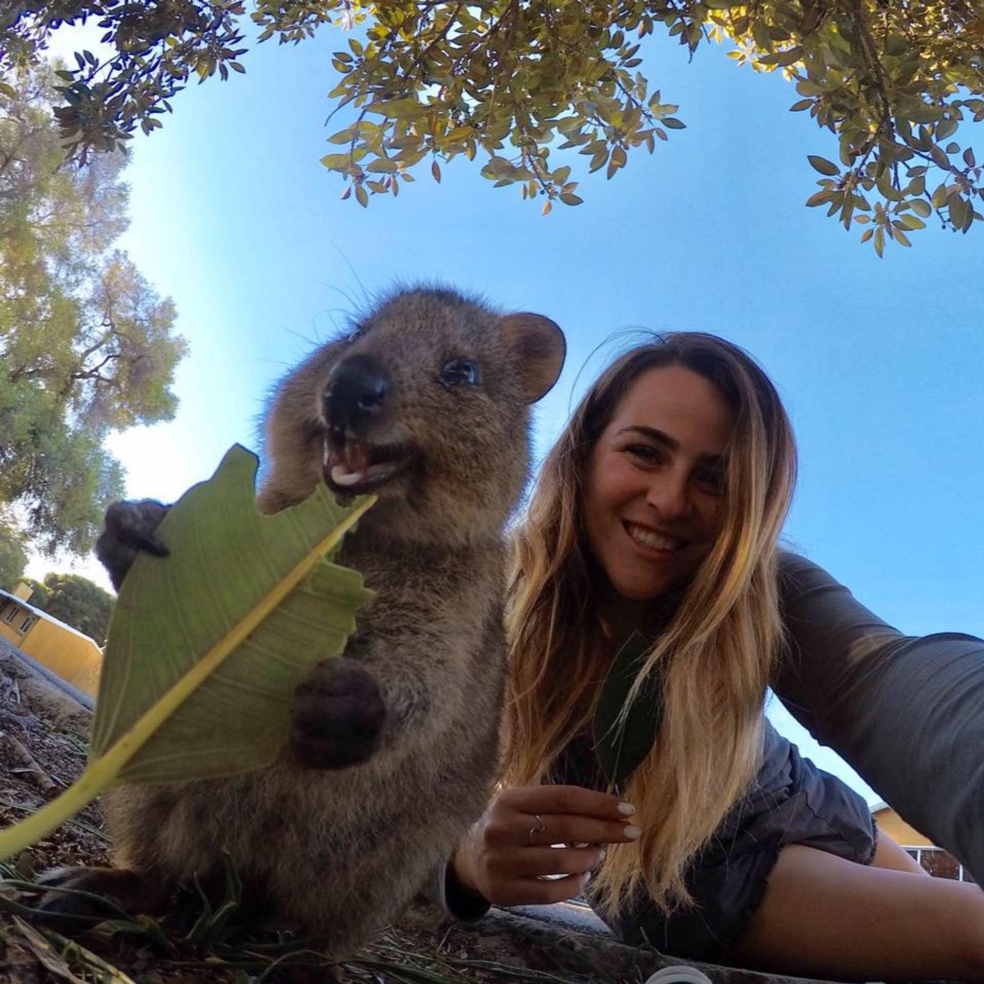 Tourists trek to Western Aus to snap a #Quokkaselfie