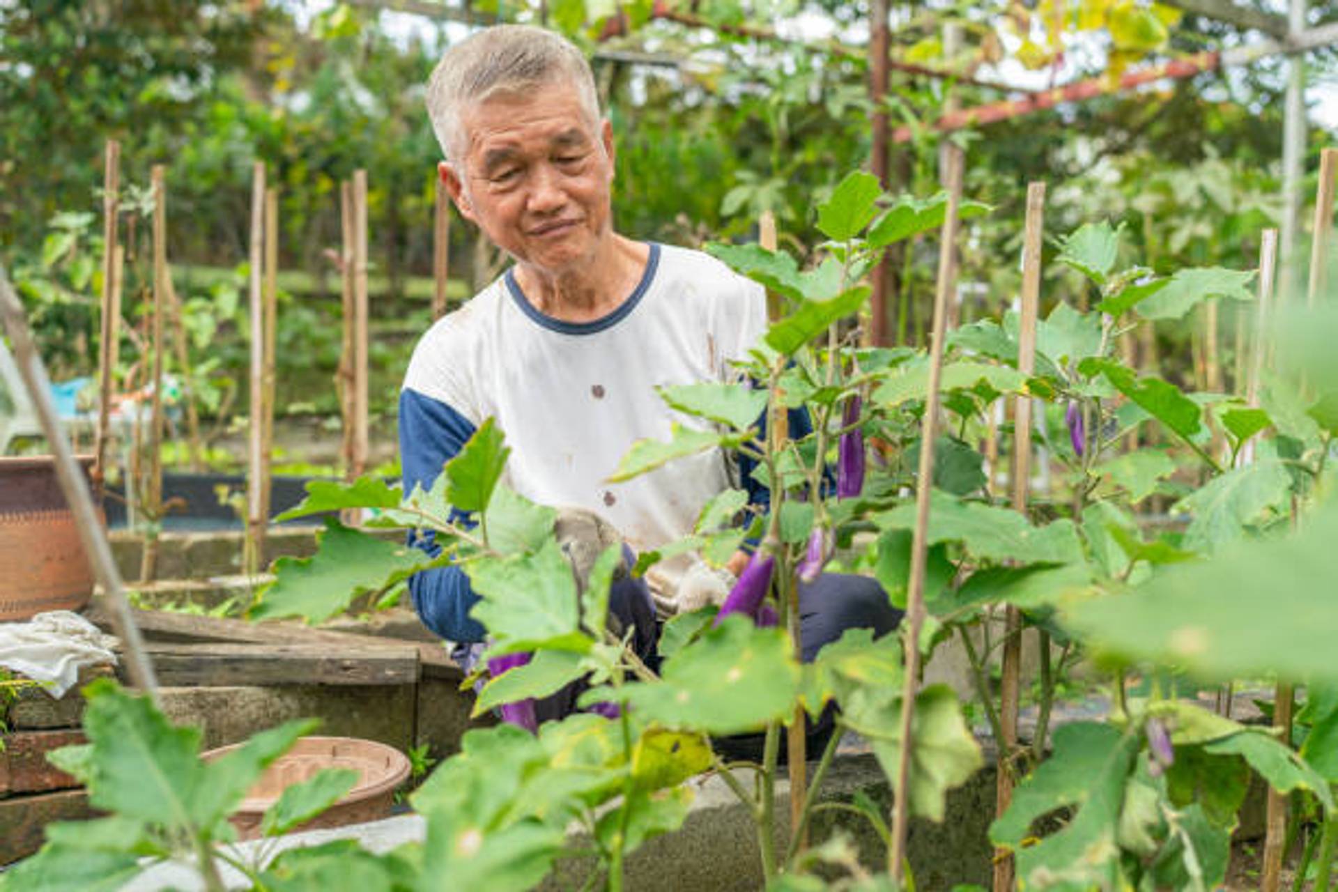 Poverty among Chinese seniors necessitates pension reform